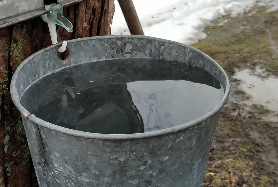 Maple sap dripping into a collection bucket